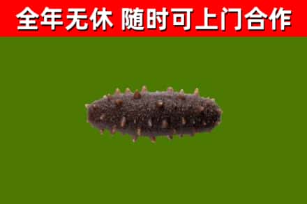 崆峒区回收海参干